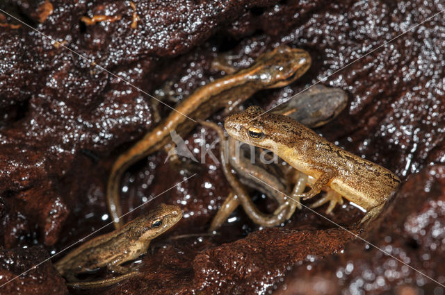 Kleine watersalamander (Lissotriton vulgaris)