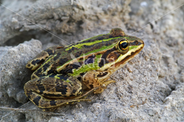 Grote groene kikker