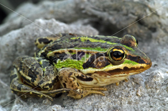 Grote groene kikker