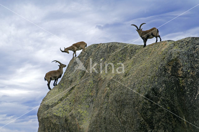 Spanish ibex (Capra pyrenaica)