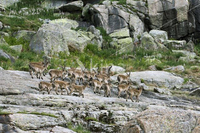 Spanish ibex (Capra pyrenaica)