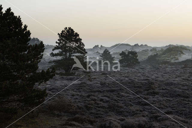 Schoorlse Duinen