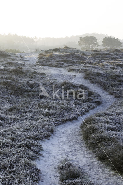 Schoorlse Duinen