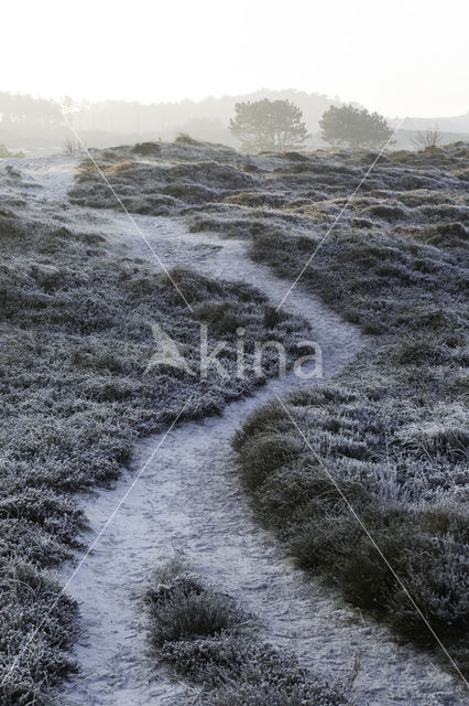 Schoorlse Duinen