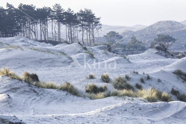 Schoorlse Duinen