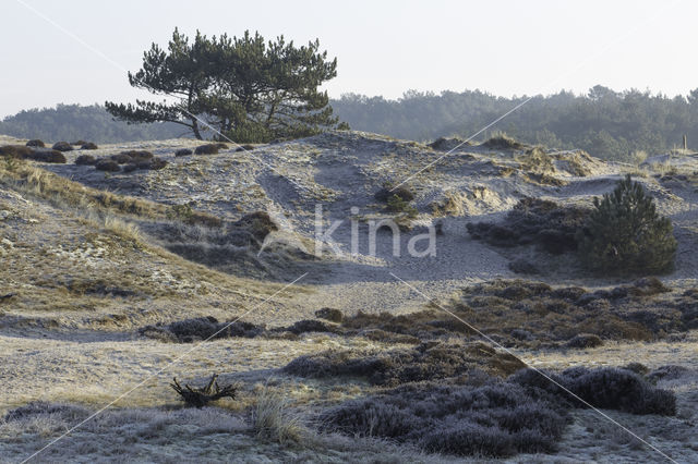 Schoorlse Duinen