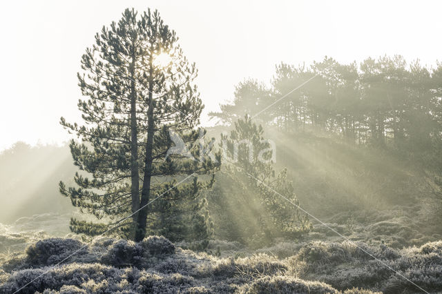 Schoorlse Duinen