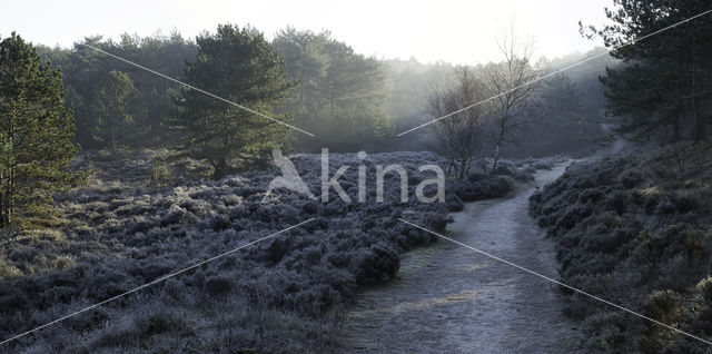 Schoorlse Duinen