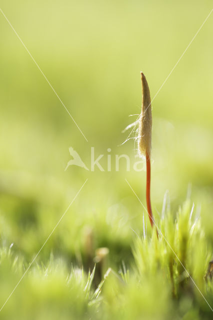 Bristly Haircap (Polytrichum piliferum)