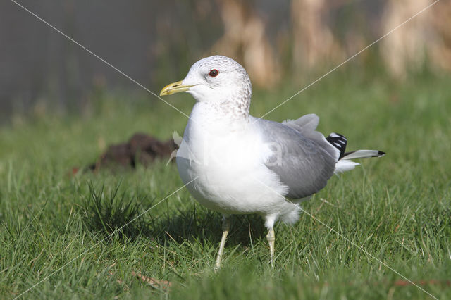 Stormmeeuw (Larus canus)