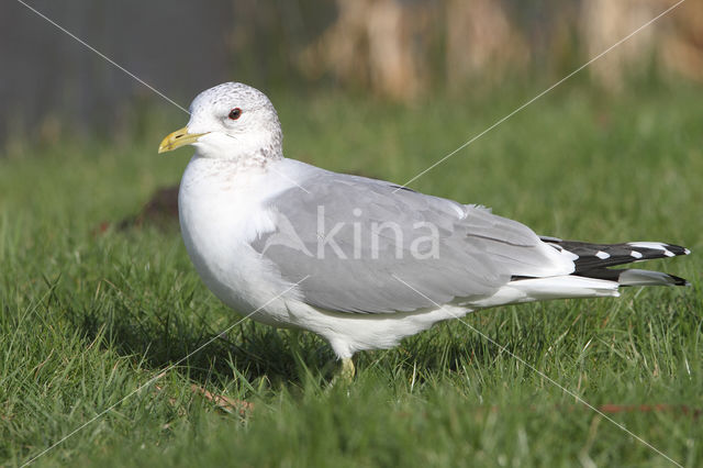 Stormmeeuw (Larus canus)