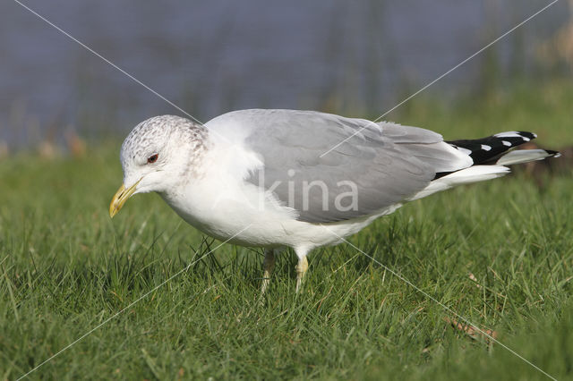 Mew Gull (Larus canus)