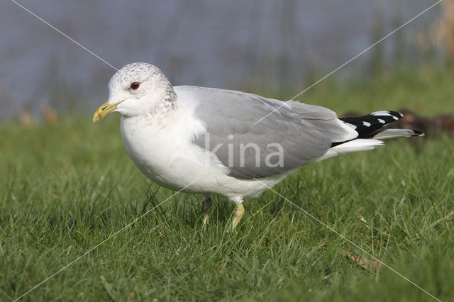 Stormmeeuw (Larus canus)