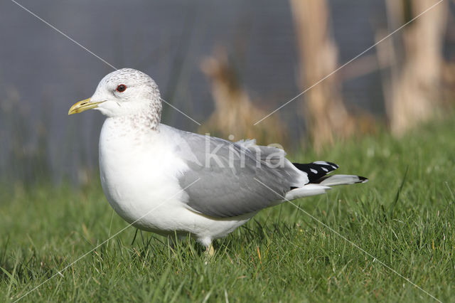 Mew Gull (Larus canus)