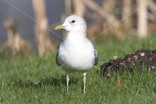 Mew Gull (Larus canus)