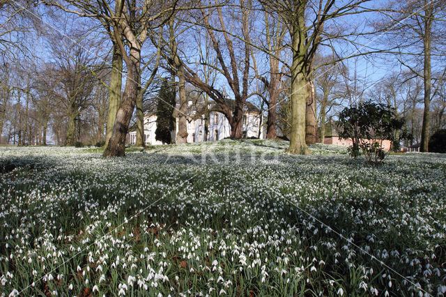 Gewoon sneeuwklokje (Galanthus nivalis)