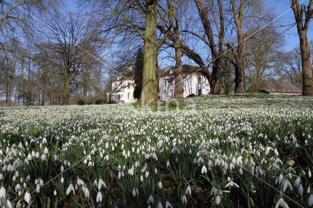 Common Snowdrop (Galanthus nivalis)