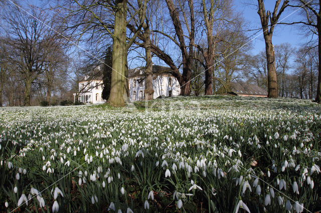 Common Snowdrop (Galanthus nivalis)