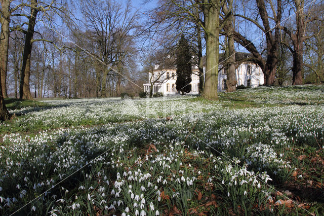 Gewoon sneeuwklokje (Galanthus nivalis)