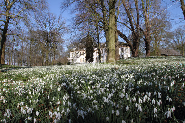 Common Snowdrop (Galanthus nivalis)