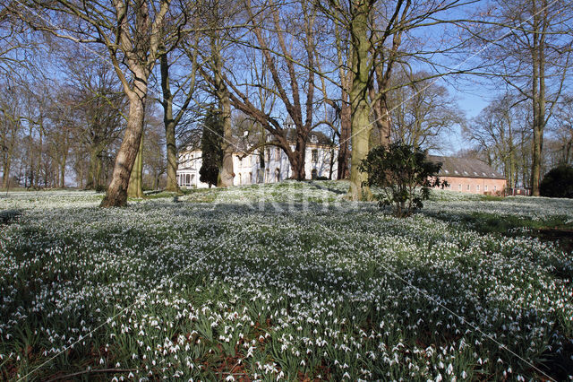 Gewoon sneeuwklokje (Galanthus nivalis)