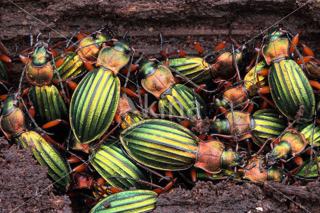 Carabus auronitens