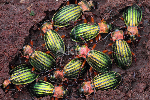 Carabus auronitens