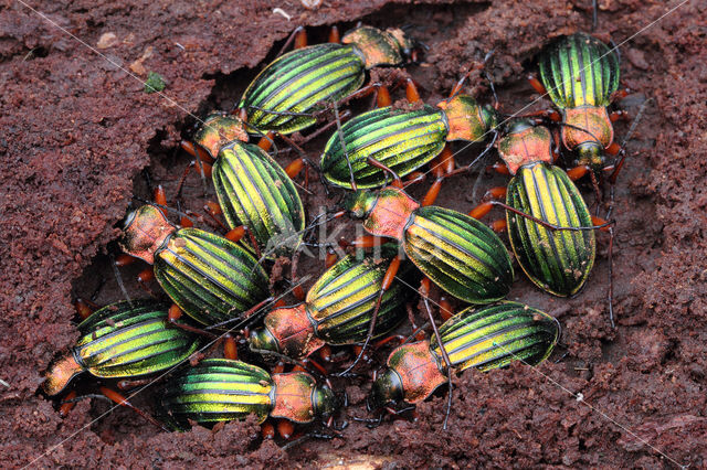 Carabus auronitens