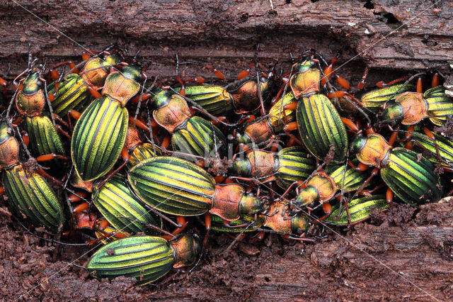 Carabus auronitens