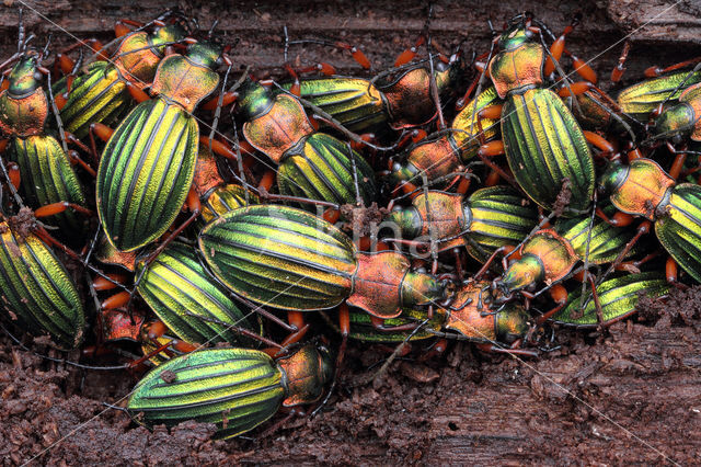 Carabus auronitens