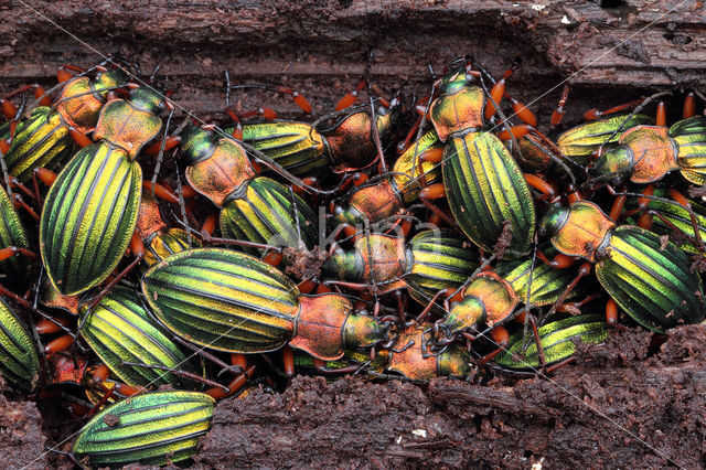 Carabus auronitens