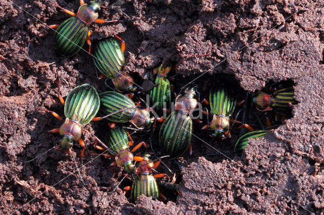 Carabus auronitens