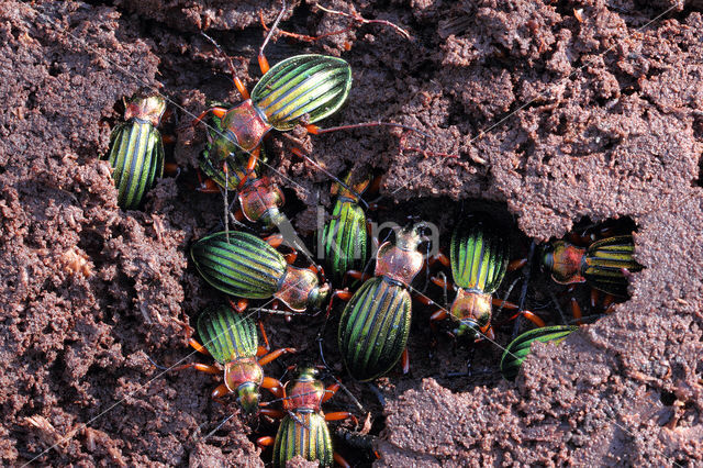 Carabus auronitens