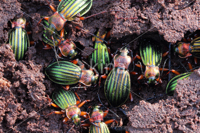 Carabus auronitens