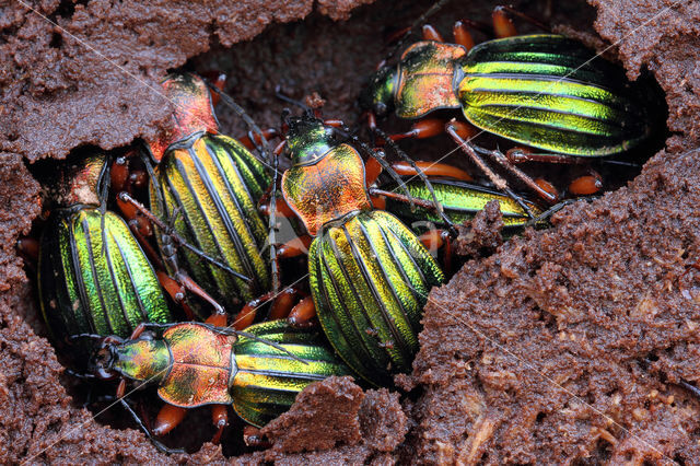 Carabus auronitens