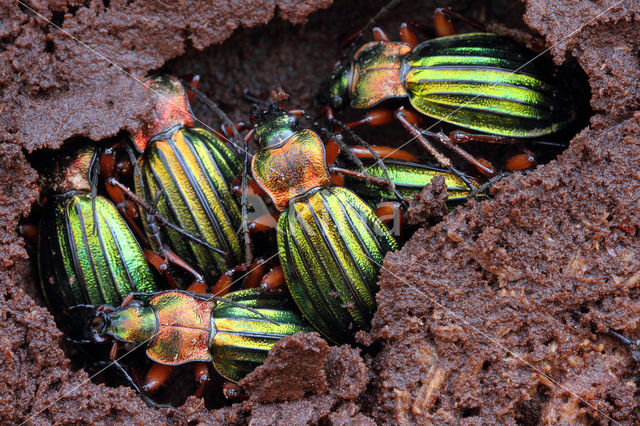 Carabus auronitens