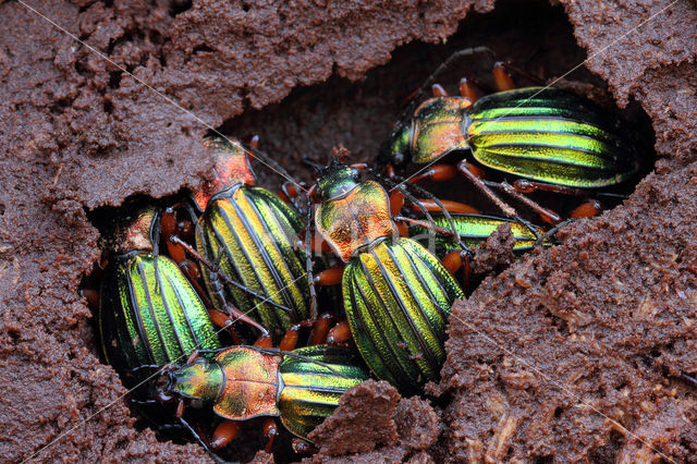 Carabus auronitens