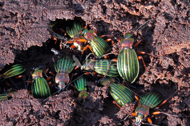 Carabus auronitens