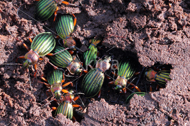 Carabus auronitens