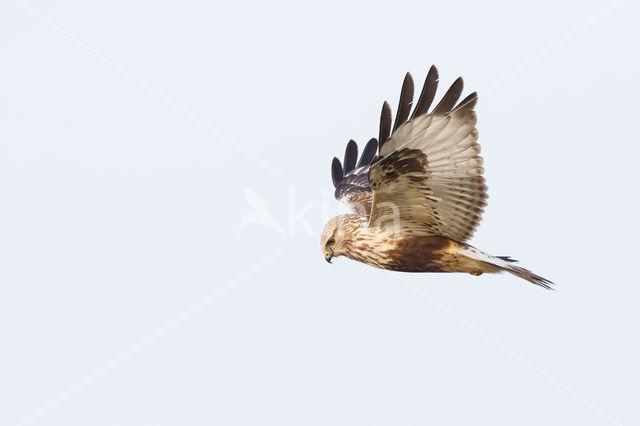 Rough-legged Buzzard (Buteo lagopus)