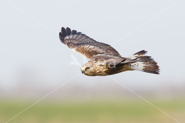 Ruigpootbuizerd (Buteo lagopus)