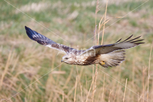 Ruigpootbuizerd (Buteo lagopus)