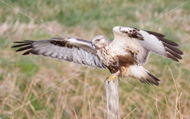 Ruigpootbuizerd (Buteo lagopus)