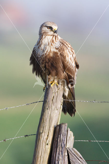 Rough-legged Buzzard (Buteo lagopus)