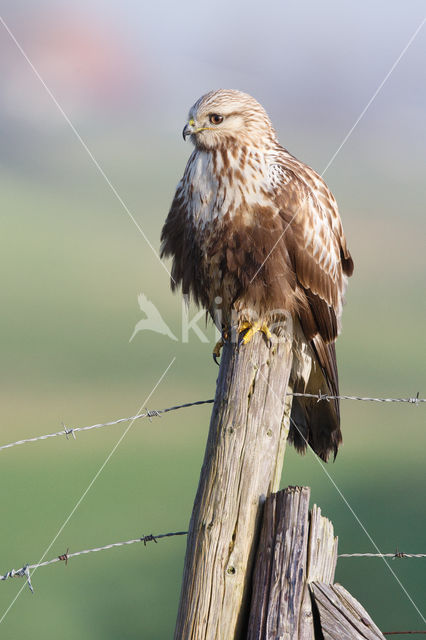 Ruigpootbuizerd (Buteo lagopus)