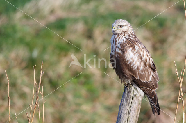 Rough-legged Buzzard (Buteo lagopus)