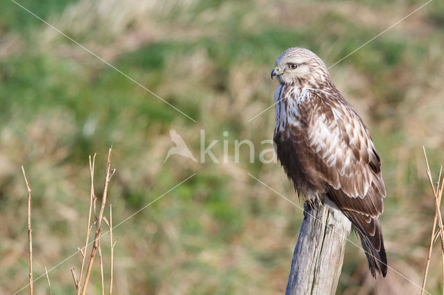 Rough-legged Buzzard (Buteo lagopus)