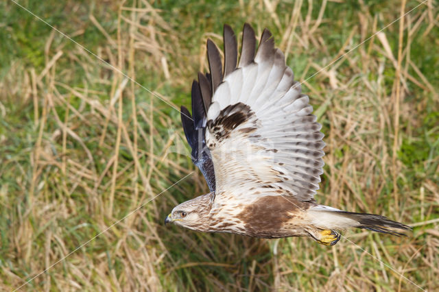 Ruigpootbuizerd (Buteo lagopus)