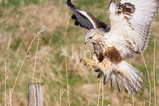 Ruigpootbuizerd (Buteo lagopus)