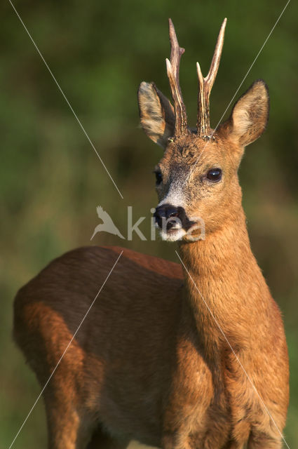 Roe Deer (Capreolus capreolus)